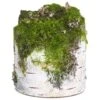 7″ Faux Birch Log With Moss Beige Green