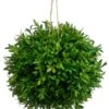 10″ Tea Leaf Ball Green