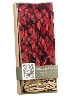 4.1″H X 7″W X 16.9″L Assorted Preserved Tea Leaf Pick In Box Red