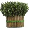 11.4″ Preserved Boxwood Bundle Arrangement Green