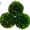 4.3″D Preserved Boxwood Ball (3 Ea/acetate Box) Green