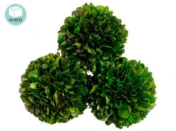 4.3″D Preserved Boxwood Ball (3 Ea/acetate Box) Green