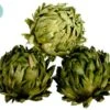 4.3″D Preserved Artichoke Ball (3 Ea/acetate Box) Green
