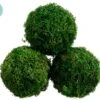 4.3″D Preserved Sphagnum Moss Ball (3 Ea/acetate Box) Green