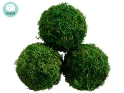 4.3″D Preserved Sphagnum Moss Ball (3 Ea/acetate Box) Green