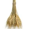 8.2″ Preserved Wheat Bundle Natural