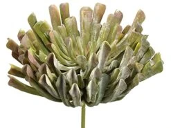 13″ Aeonium Pick Green Mauve