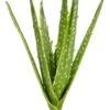 12.5″ Soft Aloe Pick Green