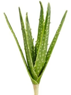 12.5″ Soft Aloe Pick Green