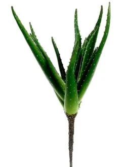 18″ Aloe Plant Green