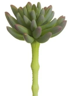 6.25″ Soft Plastic Spike Aeonium Pick Green Lavender