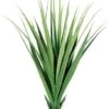 55″ Dracaena Draco Base Plant with 31 Leaves Two Tone Green