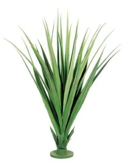 55″ Dracaena Draco Base Plant with 31 Leaves Two Tone Green