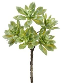 12″ Echeveria Spray Green