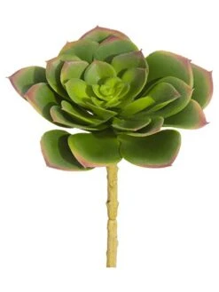 5.5″H X 4.5″D Soft Echeveria Pick Green Lavender