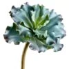 10″ Ruffled Echeveria Pick Green Burgundy