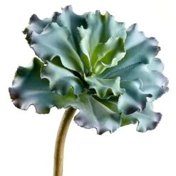 10″ Ruffled Echeveria Pick Green Burgundy