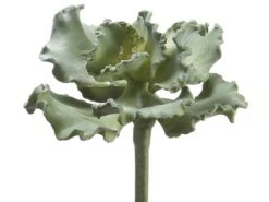 9″ Curly Echeveria Green