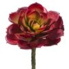 5.75″H X 4.5″D Cabbage Echeveria Pick Burgundy