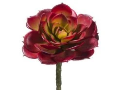 5.75″H X 4.5″D Cabbage Echeveria Pick Burgundy