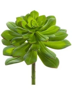 10.5″H X 8″D Echeveria Pick Green