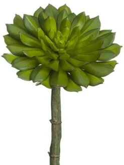 9″H X 6″D Echeveria Pick Green
