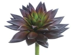 9″H X 8″D Echeveria Pick Burgundy