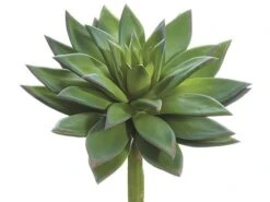 9″H X 8″D Echeveria Pick Green