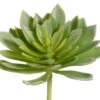 7.5″H X 9″D Echeveria Plant Green