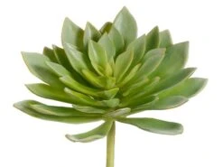 7.5″H X 9″D Echeveria Plant Green