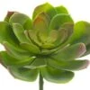 6″H X 8″D Soft Plastic Echeveria Pick Green Mauve