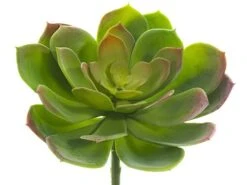 6″H X 8″D Soft Plastic Echeveria Pick Green Mauve