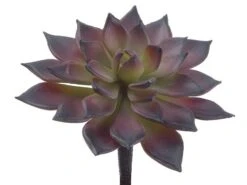 4.75″ Mini Echeveria Pick Burgundy Green