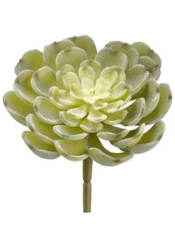 4″ Echeveria Pick Green Frosted