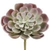 4″ Echeveria Pick Green Pink
