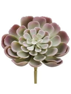 4″ Echeveria Pick Green Pink