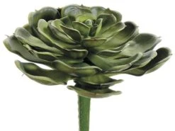 5″H X 6″D Hen And Chicks Pick Green