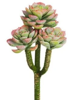 8″ Hen And Chick Pick Green Mauve