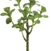 13″ Jade Plant Spray Green