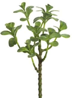 13″ Jade Plant Spray Green