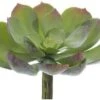 5″Lx5″W Soft Echeveria Pick Green Gray