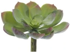 5″Lx5″W Soft Echeveria Pick Green Gray