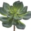 6″ Echeveria Pick Green