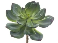 6″ Echeveria Pick Green