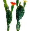 7.75″-8.5″ Assorted Prickly Pear Cactus (2 Ea./Set) Green Orange