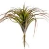 11″ Tillandsia Green Burgundy