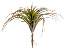 11″ Tillandsia Green Burgundy