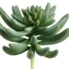 5.5″ Spike Aeonium Green