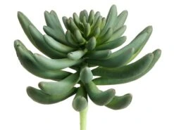 5.5″ Spike Aeonium Green