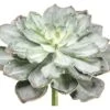 8″H X 14″D Echeveria Pick Green Gray